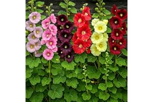 HAPPY GREEN SHOP Hollyhock Single Mix - 150 Seeds + Plant tag + Freebie - Tall Flower - Alcea ficifolia