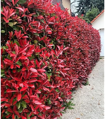 Dehner Glanzmispel Carre Rouge, Photinia fraseri, immergrner Strauch mit  rotem Blattaustrieb, 30-35 cm, 2 l Topf, Heckenpflanze : Amazon.de: Garten