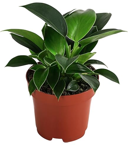 lauterbachiana variegata Alocasia lauterbachiana Variegata – Foliage Factory main image 1