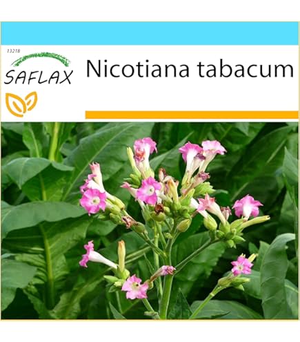 Nicotiana Tabacum 500 Graines De Tabac Vierge () - Plante Annuelle à Cultiver Plante Tabac