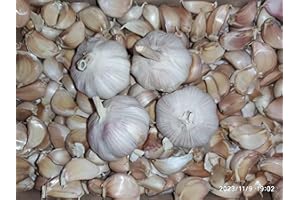 || METCHAR Garden|| 36x Garlic Seeds for Large Bulbs - Provence Wight - Best for The UK Grow