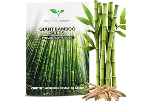 Magic of Nature: Jättebambu Frön (60 St) Moso Bambu Härdig | Ultrasnabb tillväxt - Idealiskt insynsskydd & vindskydd för trädgården