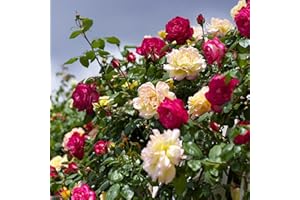 Carbeth Plants - Rose Bush Climbing Trio in 3 Litre Pot - Three Mixed Growing Climbing Rose Bushes in One Pot - Ideal for Beds, Borders or Patio Planting