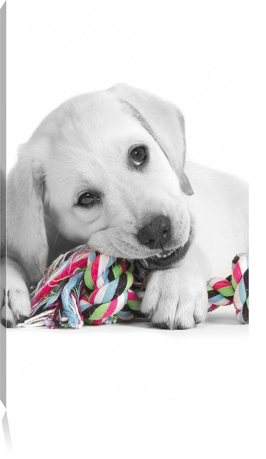 cucciolo di labrador che giocano in bianco nero formato 40x60 cucciolo di labrador che giocano in bianco nero formato 40x60 ad alta tela angolare XXL enormi immagini pletamente Pagina con la barella stampa