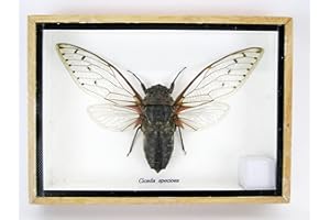 asiahouse24 Echte präparierte und riesige Insekten, Cicaden und Krabbler im Schaukasten aus Holz hinter Glas (Cicada speciosa)