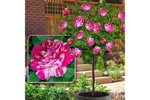 EUROPA GREEN Stammrosen - Ideal für Balkon, Terrasse, Kleiner Garten - Geeignet für Töpfe und Freiland (Papageno)