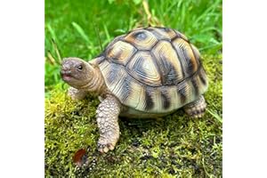 Animal Crackers Tortoise ornament weatherproof garden decoration or indoor ornament, great Tortoise or wildlife lover gift
