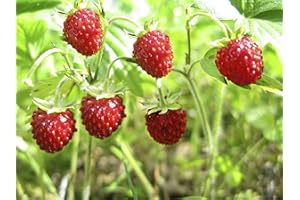 100 Graines de Fraise des bois - fruit rouge jardin- semences paysannes reproductibles - SemiSauvage