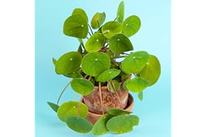 GARDENERSDREAM Pilea Peperomioides 20-30cm mit Topf Ufopflanze Zimmerpflanze für Büroräume