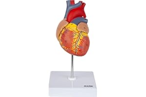 Axis Scientific Heart Model, 2-Part Deluxe Life Size Human Heart Replica with 34 Anatomical Structures, Held Together with Magnets, Includes Mounted Display Base, Detailed Product Manual and Warranty