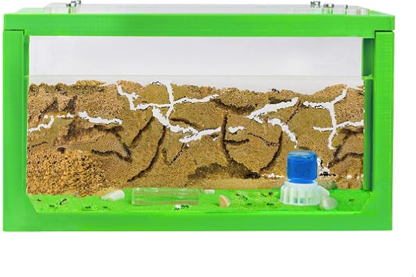 AntHouse - Fourmilière Naturelle en Sable | Kit Commencement 3D 20x10x10 cm Vert | Fourmis Incluses