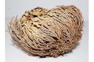 ‎AMAHOFF Rose von Jericho (3 Stück) - Selaginella lepidophylla - mit Anleitung - für Glück und Heilung - von AMAHOFF