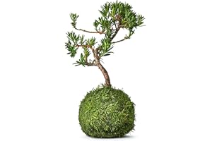 Tranquil Plants Home Decor Bonsai Tree Indoor Plant | Pine Kokedama House Plant with Fertilized Green Moss Ball | Exquisite Indoor Bonsai Plant - Gardening and Gifts -10 Years 30cm (Plant Only)