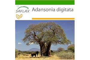 SAFLAX - Afrykańskie Drzewo Baobabu - 6 Nasiona - Z pożywką wolną od zarazków - Adansonia digitata