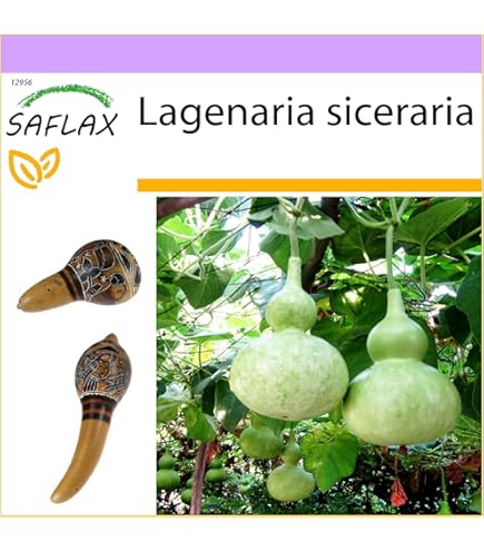 SAFLAX - Australische Vuurradboom - 20 Zaden - Stenocarpus sinuatus