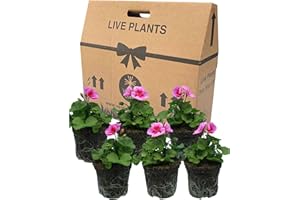 VERDANT LIVING Geranium Plants Live for Planting - 6 Large 1ltr Pot Size Garden Ready, Well Rooted, Established Pot Bedding. Add Flower Colour to Containers, Baskets, Patio & Beds. Light & Dark Pink Flowers.