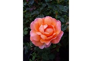 GIFTAPLANT Rose Jacks Wish -Ideal Personalised Gift for Dad,Grandad,Him,Father for Birthdays & All Occasions