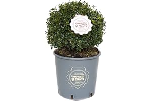 Vannucci Piante - Ilex crenata 'LUXUS ®Globe', Agrifoglio, Pianta vera in vaso, Pianta da esterno