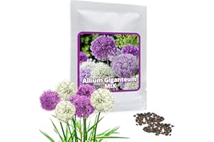 MAGIC OF NATURE Ajo ornamental gigante (Allium giganteum), paquete mixto de flores violetas y blancas, planta resistente al frío, 1 bolsa 60 semillas