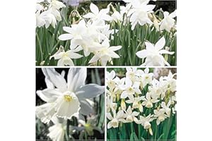 HUMPHREYS GARDEN Narcissus Thalia x 30 Flower Bulbs Size 8/10 Beautiful White Spring Blooms. Easy to Grow