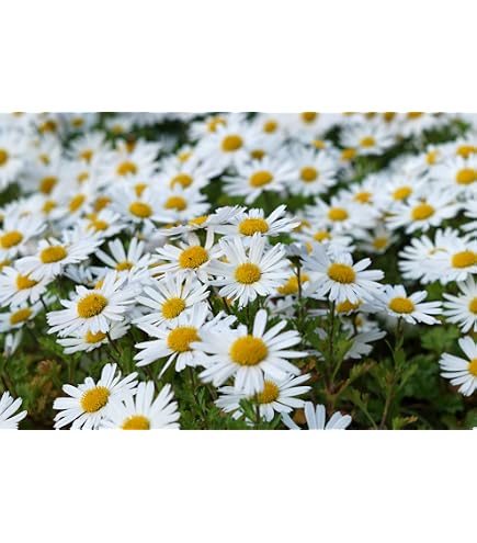 PIANTA DI MARGHERITA Blu Agatea Felicia in vaso 14 fiore