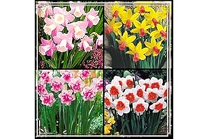 PEDSWSD Daffodil Bulbs Strong Plants That Grow Well Mix Golden Jade Carving Feels Crop Narcissus Bulbs for Planting Now UK