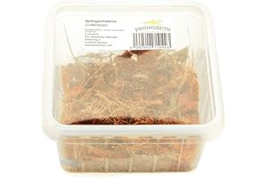 PROINSECTS Tropische Springschwänze (Collembola) | Futterinsekten | Terrarium Putzkolonne