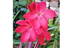 CORNWALL PLANTS HESPERANTHA Kaffir Lily 'Major' Bright Bold Coloured Autumn Flowering PERRENNIAL SCHIZOSTYLIS in 9CM Pot