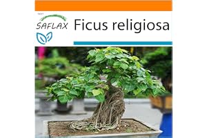 SAFLAX - Garden in the Bag - Bonsai - Buddha Fikon/Bodhi Träd - 100 Frön - Med underlag i en passande resväska - Ficus religi