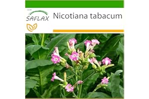 SAFLAX - Prawdziwy Tytoń Z Wirginii - 250 Nasiona - Z pożywką wolną od zarazków - Nicotiana tabacum