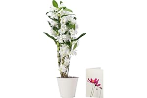 POSTABLOOM White Dendrobium Orchid Plant Delivered | Free UK Delivery | Pot Included | FREE Personalised Card & Message | Our Orchids are the Perfect Indoor House Plants | An Ideal Fresh Flower Gift for the Home
