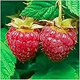 10 'Malling Promise' Red Raspberry Cane/Rubus Idaeus 'Malling Promise' 3fatpigs®