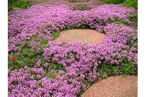 FLOWERSEEDSUK 250 Thymus Serpyllum Seeds - Creeping Thyme/Wild Thyme/Breckland Thyme - 250 Seeds
