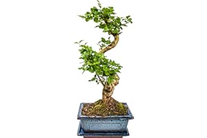 BONSAI LT Indoor Bonsai Chinese Privet Bonsai – Approx. 10 Years 25-35 cm High Evergreen with Collection Tray