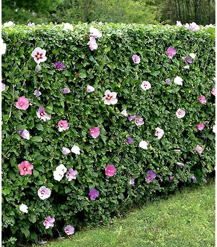 Mandevilla / Dipladenia - Braziliaanse Jasmijn Mix Tuincentrum Koeman