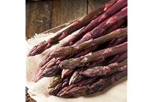 GARDENERSDREAM Asparagus Pacific Purple Crowns Bare Root Perennial Outdoor Salad Vegetable (5 Crowns)