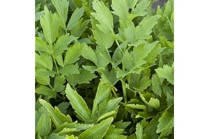PERFECT PLANTS � Perfect Plants - Lovage Plant in a 13cm Pot Garden Ready Herb Plant - Levisticum officinale
