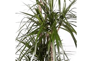 VIVEROS LA DAMA Dracaena Marginata - Maceta 17cm. - Altura aprox. 80cm - 2 Troncos - Planta viva - (Envío sólo a Península)