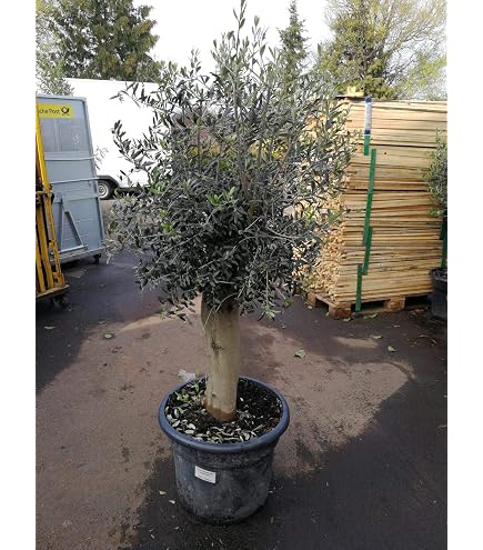 thuja bodenansprüche Thuja occidentalis 'Brabant' auf Stamm