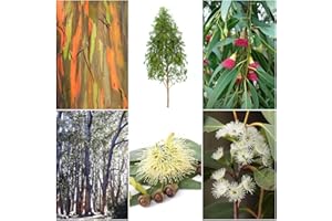 TROPICAL-SEEDS Eucalyptus Mix - 6 Arten je 30 bzw. 50 Samen (Bonsai geeignet)- sortenrein verpackt !