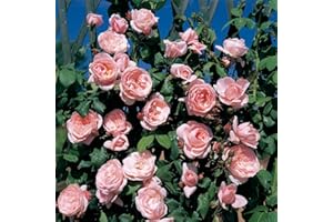 Nahema®, rosa rampicante in vaso di Rose Barni®, pianta rampicante rifiorente grandi fiori, altezza raggiunta 5 metri, rifiorente con fiori rosa confetto, profumatissima, cod. 16060.