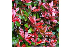 GARDENERSDREAM Photinia Red Robin Bushy Evergreen Hardy Shrub - Garden Hedging Plant - Plants Outdoor Garden Ready - Evergreen Plants Outdoor (20-30cm Incl. 9cm Pot)