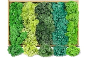 LONNEY Moos Konserviert Deko Moos zum Basteln Moosbild Modellbau Kunst Moos Natur konserviertes (200g, 5 Versch Farben)