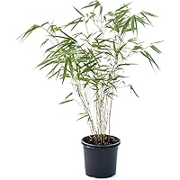 Bambus Fargesia rufa winterhart, horstig und schnell-wachsend, ideal als Sichtschutz 80-100 cm hoch