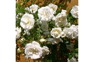 GardenersDream Rosier Grimpant Blanc – Rosier en Pot Rustique et Facile d’Entretien – Plante Grimpante Fleurie pour Murs, Pergolas & Clôtures