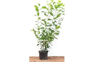 PLANTAPRO Prunus laurocerasus 'Novita' 100–120 cm – Winterhart, Immergrün, Pflegeleicht – Kirschlorbeer – Heckenpflanze für Garten & Sichtschutz