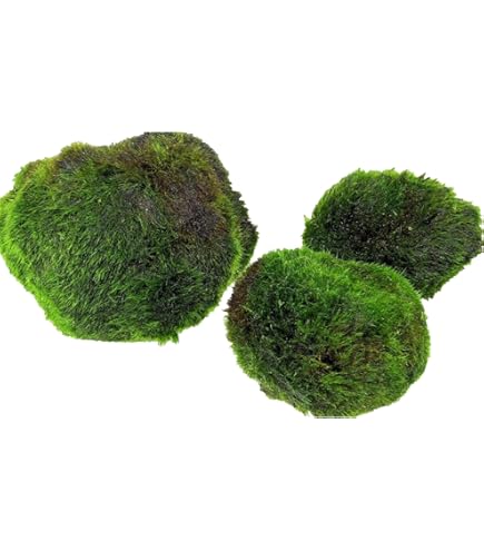 Emers gekweekte aquariumplanten - voor de mooiste aquariumplanten en producten