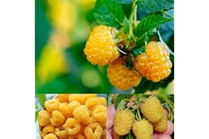 Carbeth Plants Raspberry Fallgold Fruit Plant in 12cm Pot - Golden Autumn Fruiting Rubus Bush - Produces Sweet Yellow Berries - Hardy & Easy to Grow in UK Gardens (Environment Friendly Package)