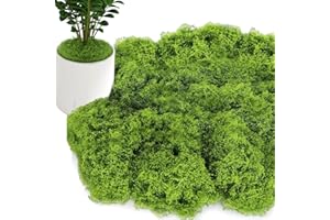 LURNODY Muschio Stabilizzato150g, Muschio Finto per Decorazioni, Artificial Moss è Morbido E Riutilizzabile, Muschio Stabilizzato è Adatto per Decorazioni Floreali, Vivaio da Giardino Fai da Te