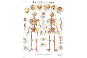3B Scientific – Laminato Scheletro Umano Poster – Poster di Anatomia Protetto da UV e Polvere per Studio, Insegnamento e Cliniche